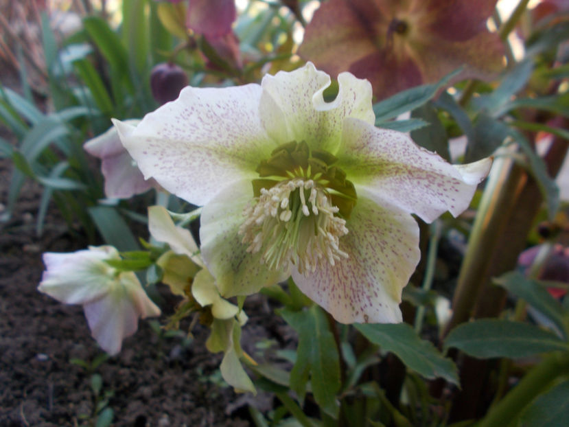  - HELLEBORUS 2020-2021-2022
