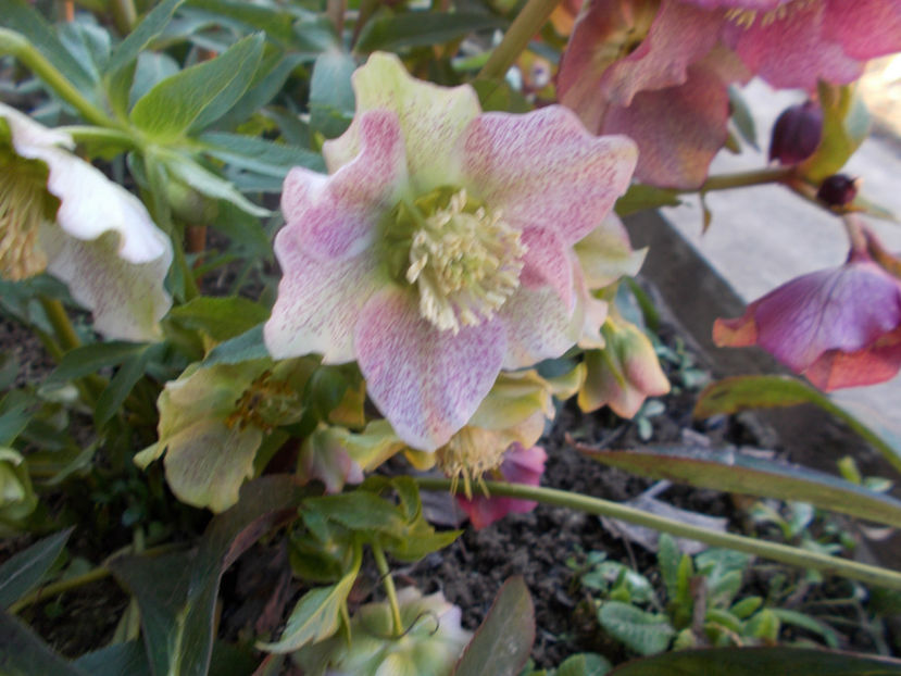  - HELLEBORUS 2020-2021-2022