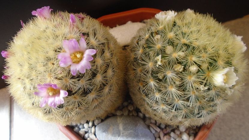 Mammillaria carmenae f. albiflora & Mammillaria carmenae (flori roz) - Cactusi 2022