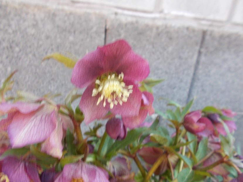  - HELLEBORUS 2020-2021-2022