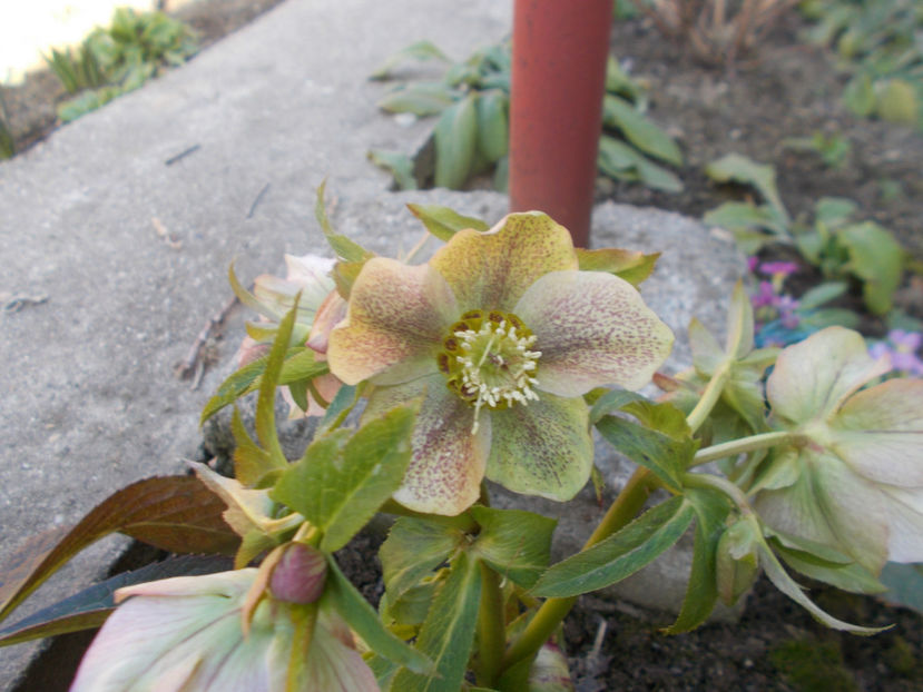  - HELLEBORUS 2020-2021-2022
