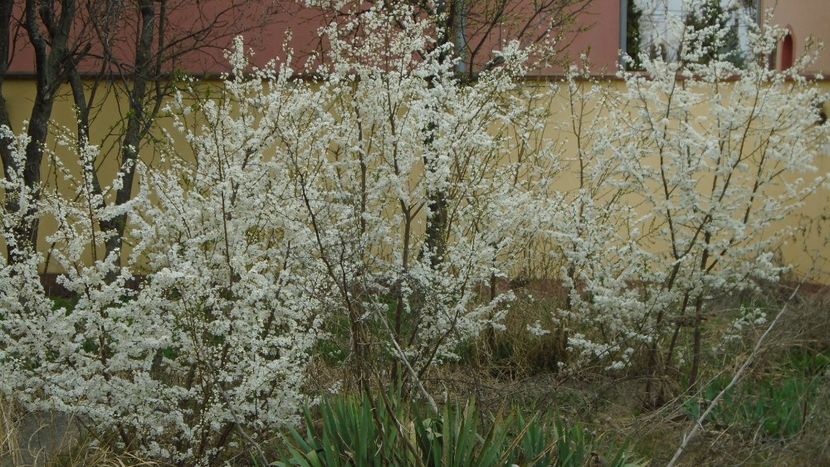 Prun - Primavara 2021-2022-2023