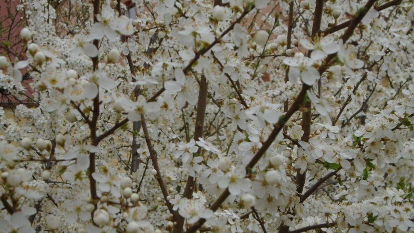 Prun - Primavara 2021-2022-2023