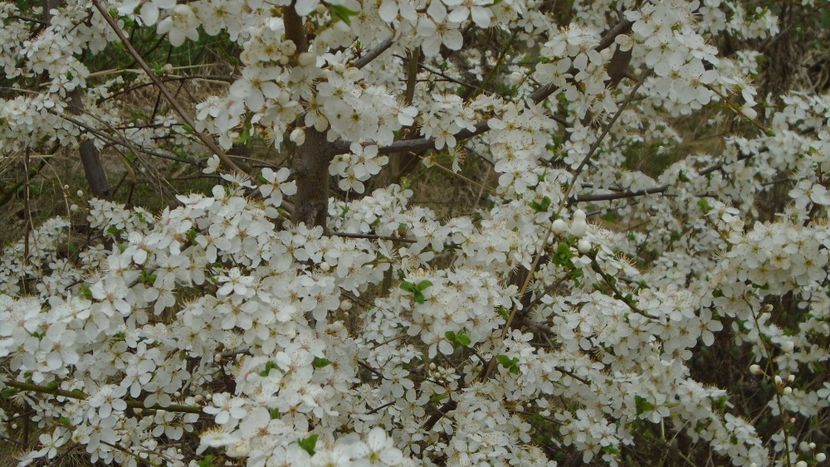 Prun - Primavara 2021-2022-2023