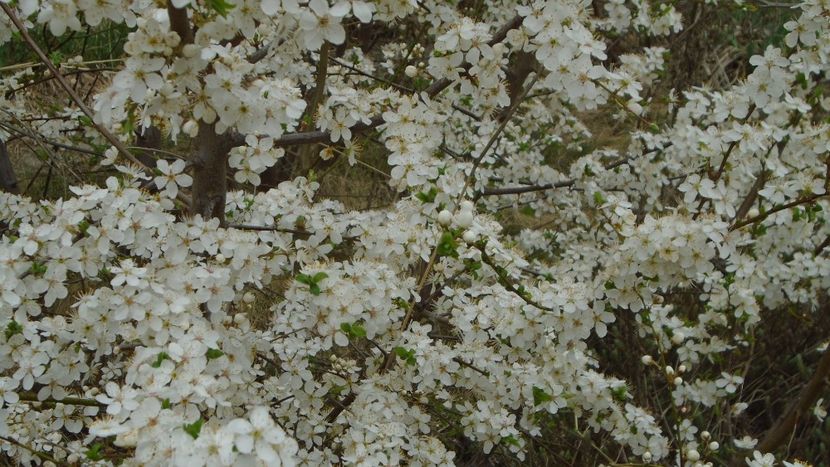 Prun - Primavara 2021-2022-2023