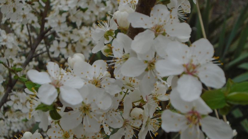 Prun - Primavara 2021-2022-2023