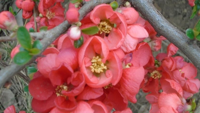Gutui japonez (Chaenomeles japonica) - Primavara 2021-2022-2023