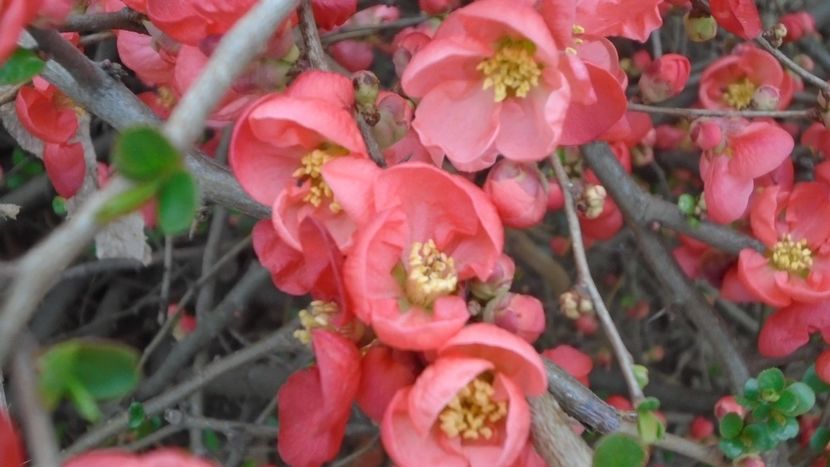 Gutui japonez (Chaenomeles japonica) - Primavara 2021-2022-2023