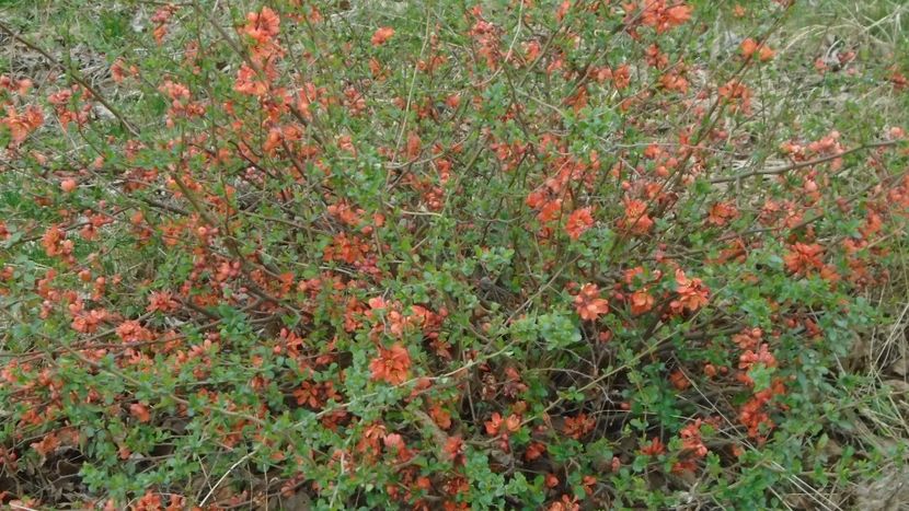 Gutui japonez (Chaenomeles japonica) - Primavara 2021-2022-2023