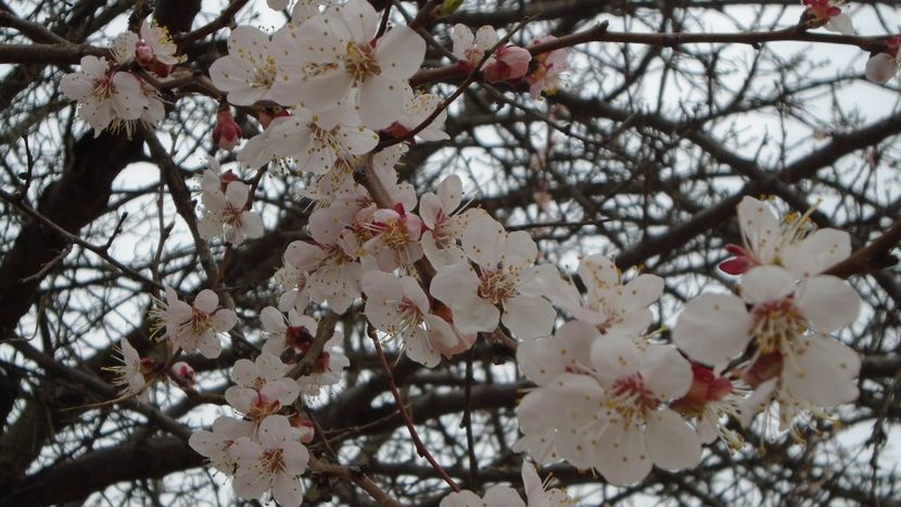 Cais - Primavara 2021-2022-2023