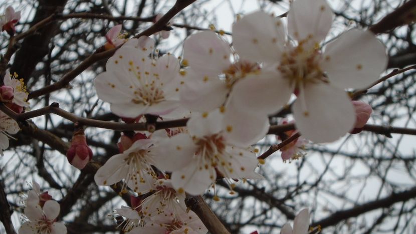 Cais - Primavara 2021-2022-2023