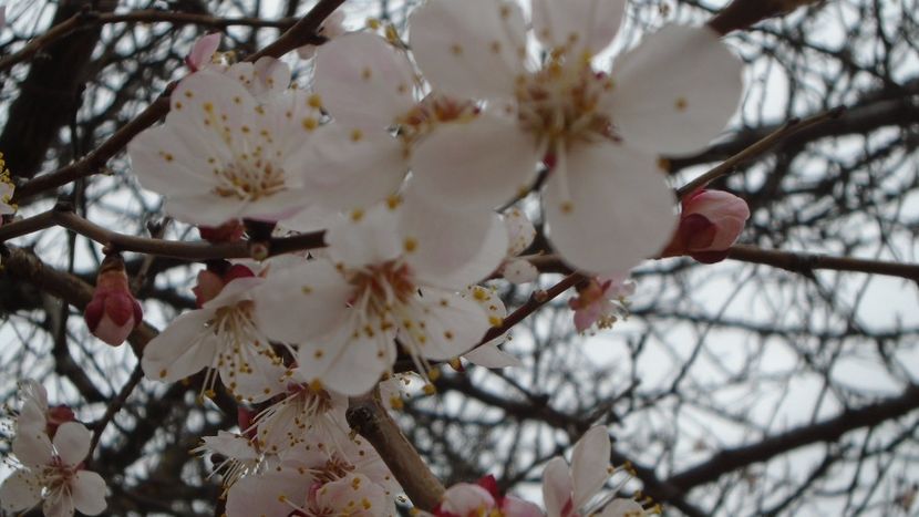 Cais - Primavara 2021-2022-2023