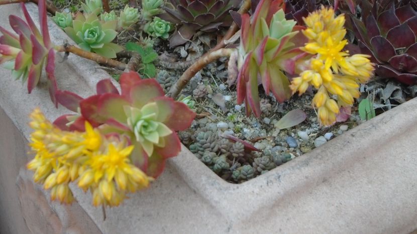 Suculenta hardy, origine Grecia - Primavara 2021-2022-2023