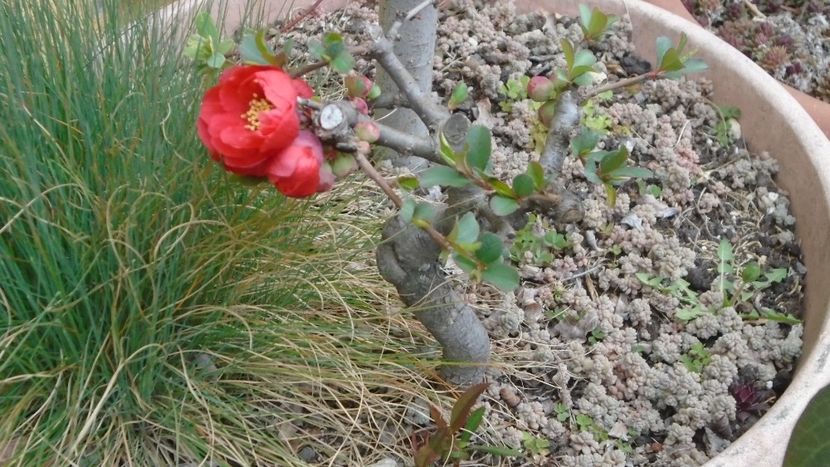 Gutui japonez (Chaenomeles japonica) bonsai - Primavara 2021-2022-2023