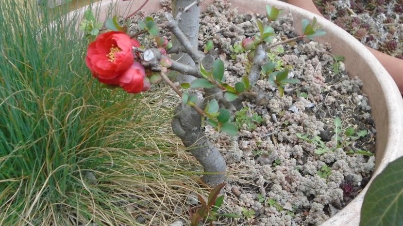 Gutui japonez (Chaenomeles japonica) bonsai - Primavara 2021-2022-2023