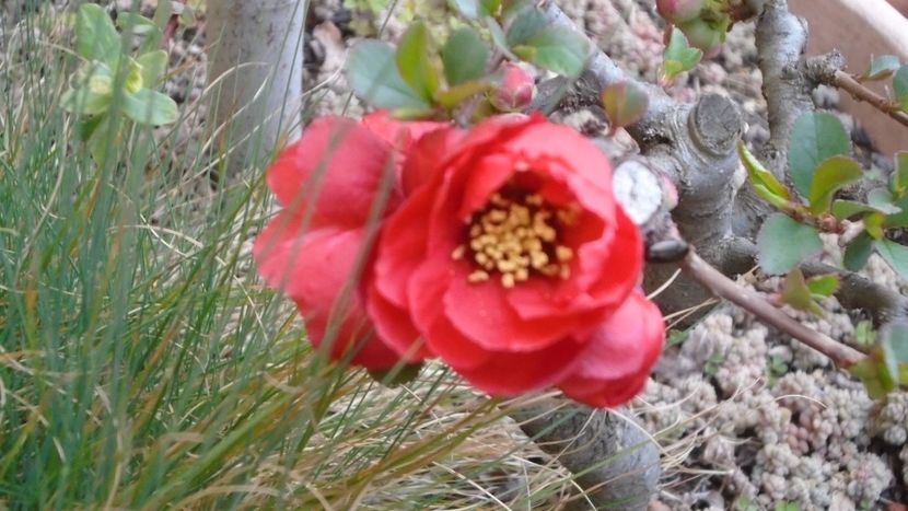 Gutui japonez (Chaenomeles japonica) bonsai - Primavara 2021-2022-2023