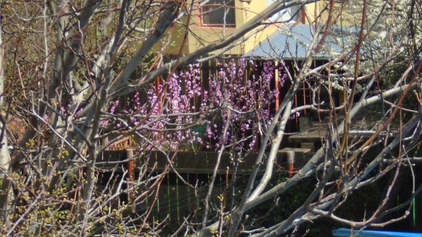 Primavara in cartier - Primavara 2021-2022-2023