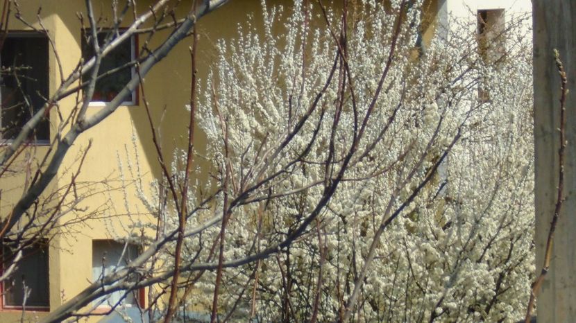 Primavara in cartier - Primavara 2021-2022-2023