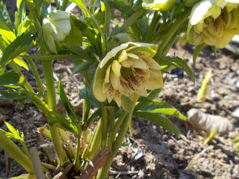  - HELLEBORUS 2020-2021-2022