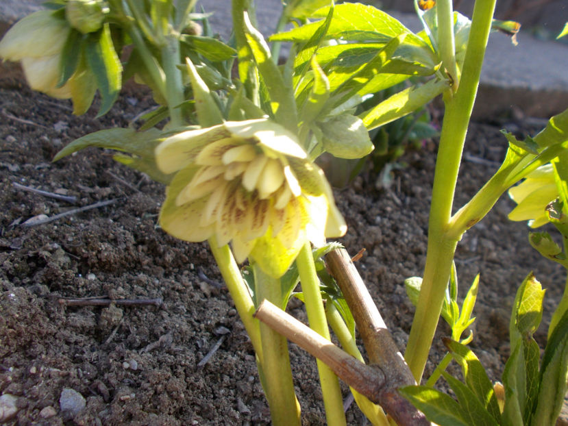  - HELLEBORUS 2020-2021-2022