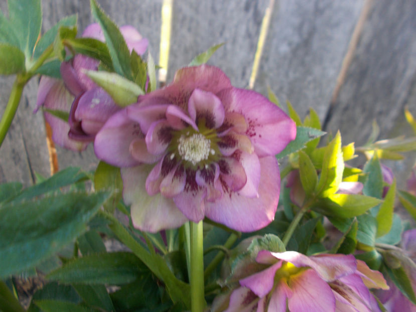  - HELLEBORUS 2020-2021-2022