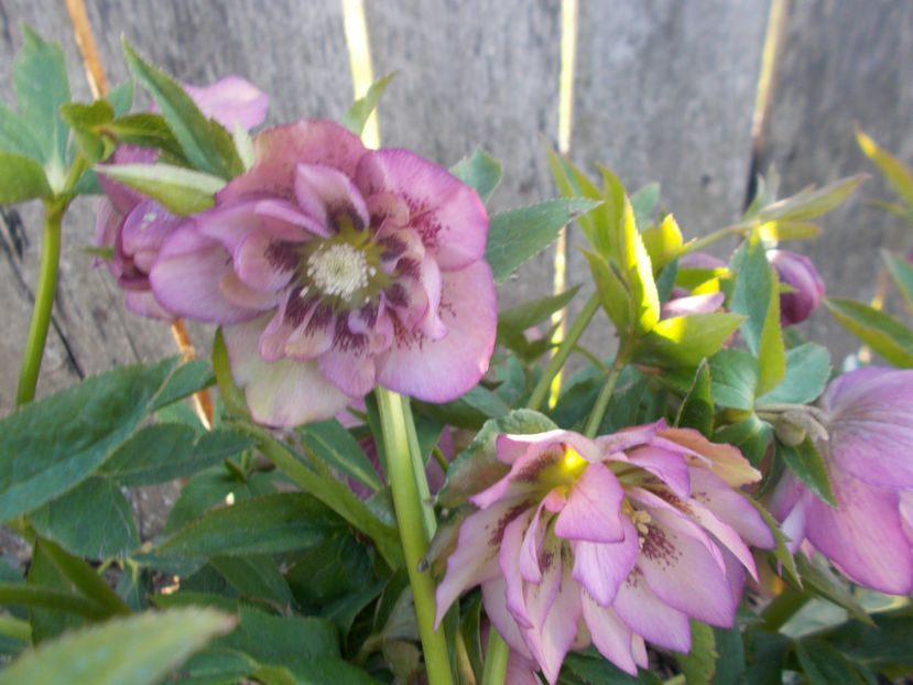  - HELLEBORUS 2020-2021-2022