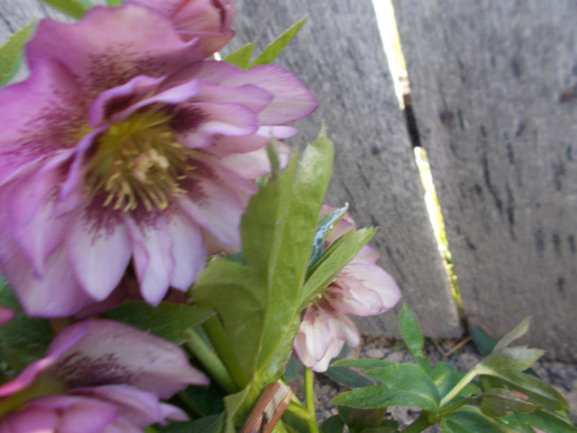  - HELLEBORUS 2020-2021-2022