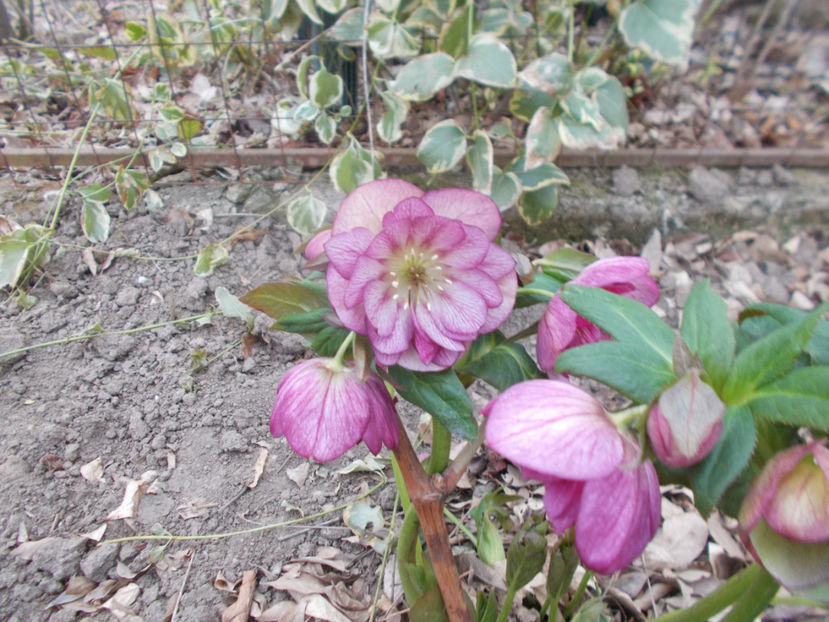  - HELLEBORUS 2020-2021-2022