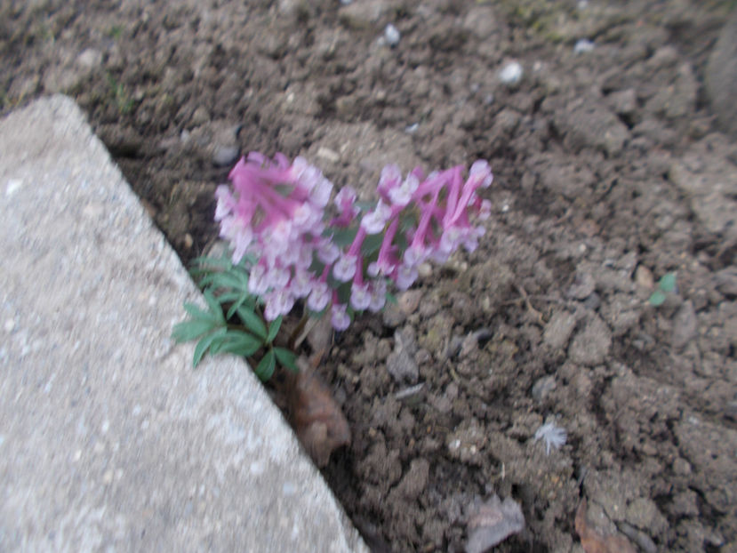  - Flori de gradina-2016-2017-2018-2019-2022