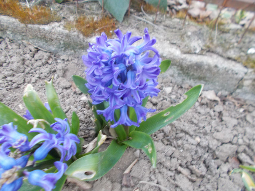  - Flori de gradina-2016-2017-2018-2019-2022