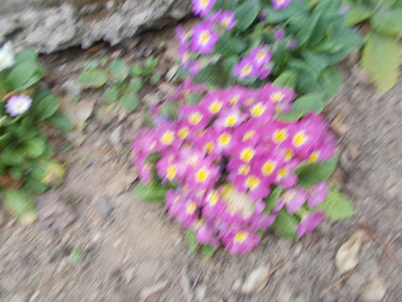  - Flori de gradina-2016-2017-2018-2019-2022