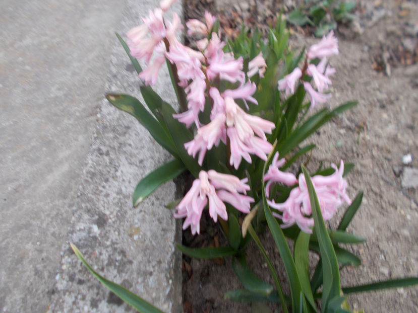  - Flori de gradina-2016-2017-2018-2019-2022