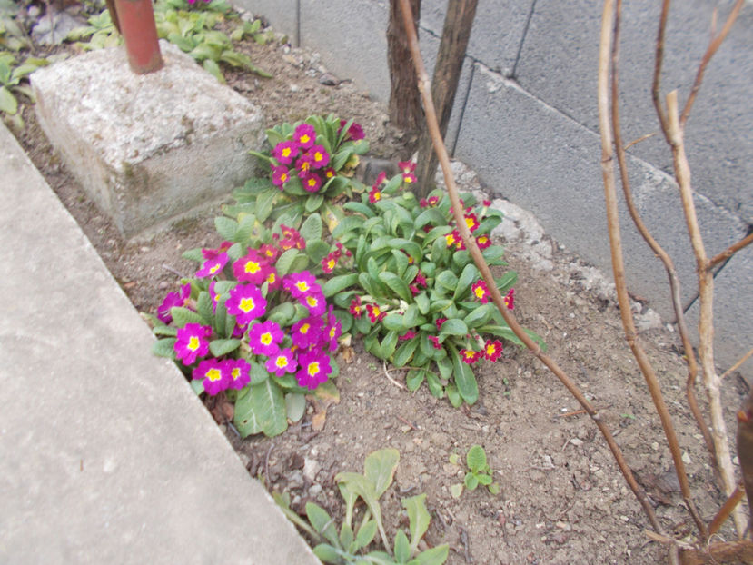  - Flori de gradina-2016-2017-2018-2019-2022