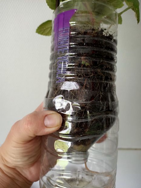 Pt Nataly :) - Renunț