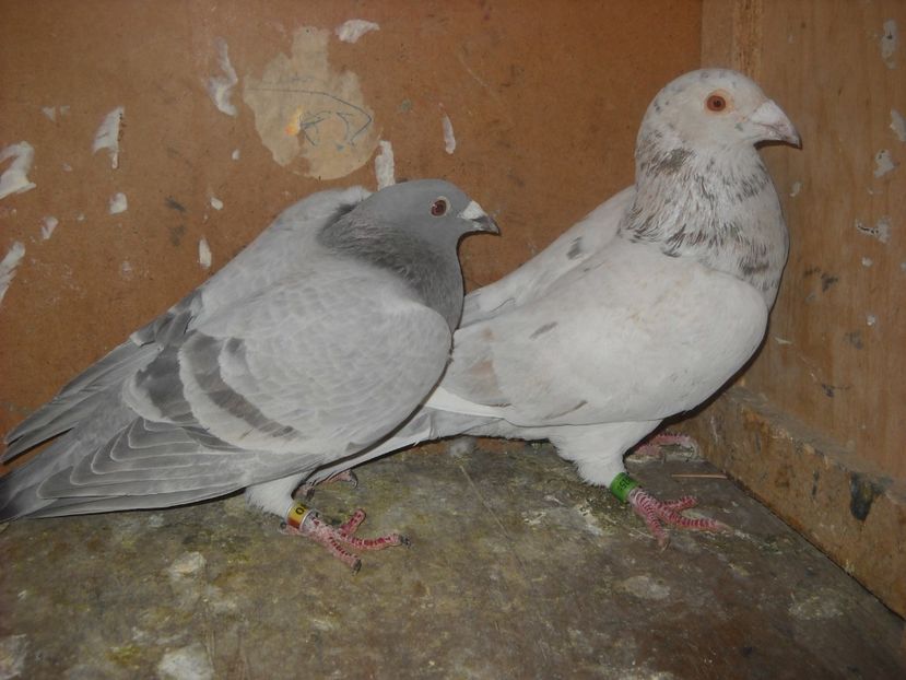  - UNDEVA IN SUCEAVA arhiva