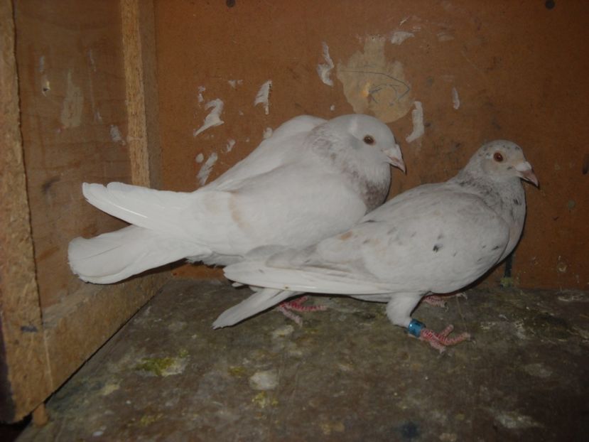  - UNDEVA IN SUCEAVA arhiva