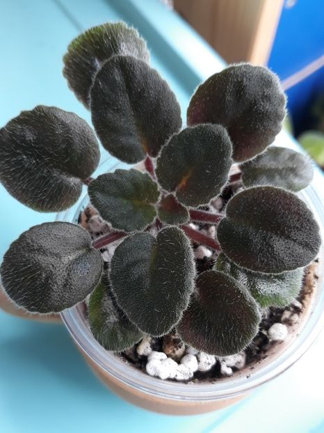  - Mac s True Love zzz