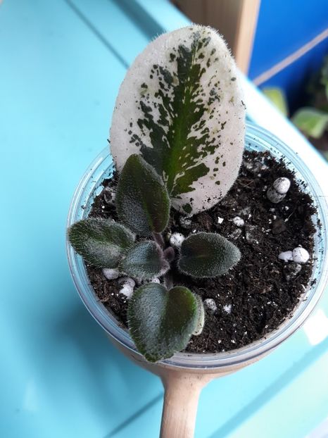  - Mac s Boeing Bubbles xxx