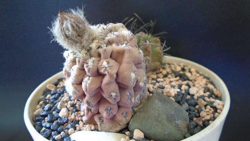 Eriosyce (Thelocephala) napina & Eriosyce taltalensis ssp. paucicostata - Cactusi 2022