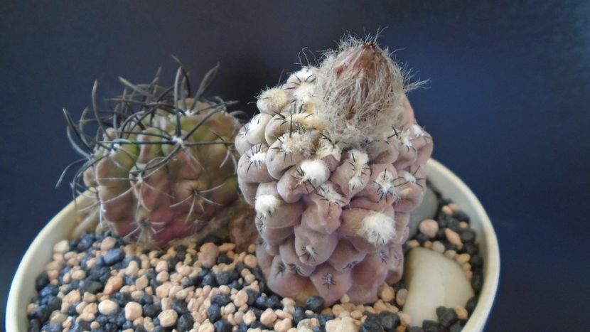 Eriosyce (Thelocephala) napina & Eriosyce taltalensis ssp. paucicostata - Cactusi 2022