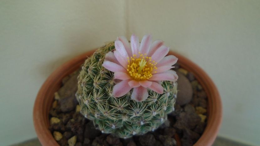 Pediocactus knowltonii - Cactusi 2022