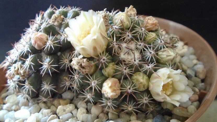 Mammillaria heyderi ssp. hemisphaerica (M. heyderi v. applanata) - Cactusi 2022
