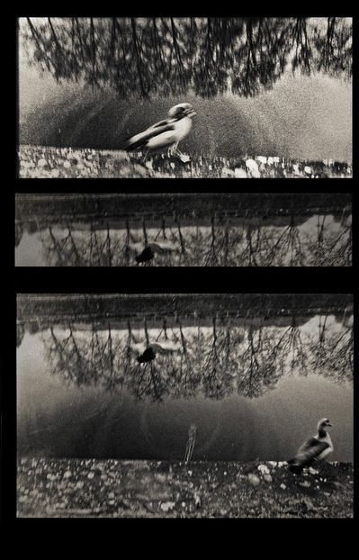 Lockdown, day #?# couldn’t remember. Caught somewhere in France, along the river Sambre - Collection of Tintypes