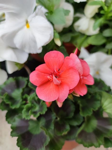 Muscata și panseluta - 0 0 2022