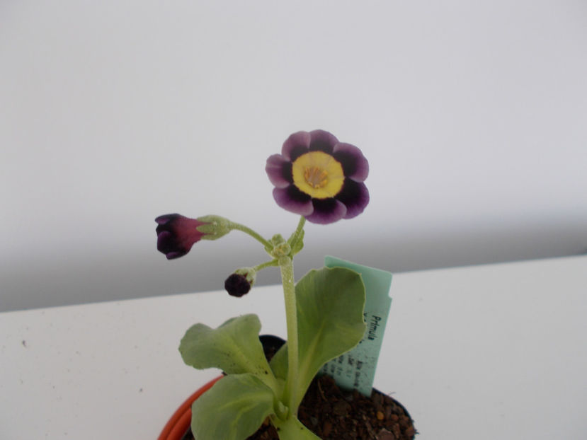 Primula auricula-,,lilian hill'' - Flori de gradina-2016-2017-2018-2019-2022