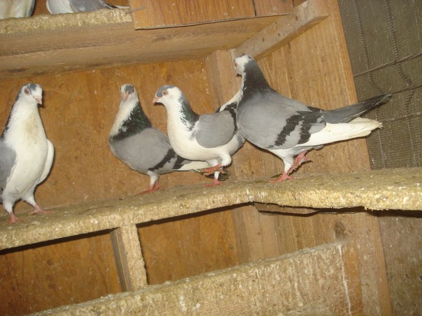  - 3 Jucatori de Galati pe albastru