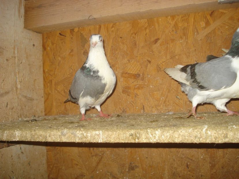  - 3 Jucatori de Galati pe albastru