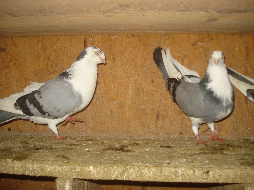  - 3 Jucatori de Galati pe albastru