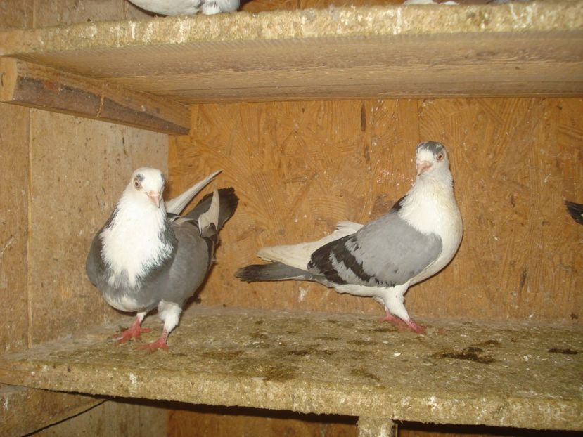  - 3 Jucatori de Galati pe albastru