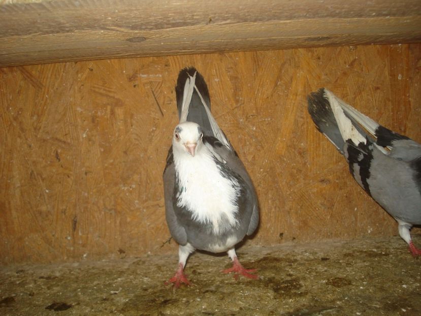  - 3 Jucatori de Galati pe albastru